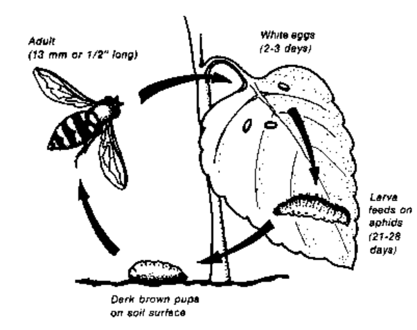 syrphidLifeCycle